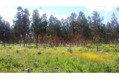 Helårsgrund i Agueda, Aveiro, Agueda - € 150.000 | Ref: AG 3625 - foto 6