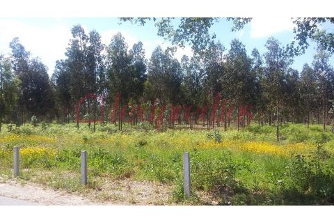 Helårsgrund i Agueda, Aveiro, Agueda - € 150.000 | Ref: AG 3625 - foto 8