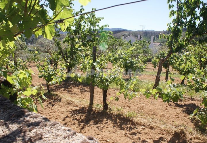 Helårsgrund i Castelo Branco, Castelo Branco, Castelo Branco - € 25.000 | Ref: PP3116 - foto 1