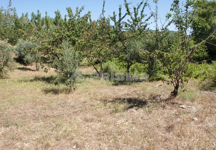 Helårsgrund i Proenca-a-Nova, Castelo Branco, Proenca-a-Nova - € 96.150 | Ref: PP2899/T/19 - foto 1