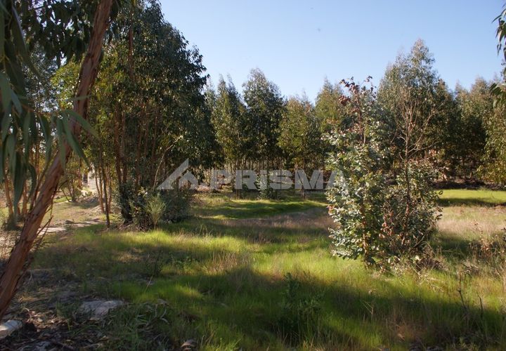 Terra a Penamacor, Castelo Branco, Penamacor - € 11.000 | Ref: PP2961 - foto 1