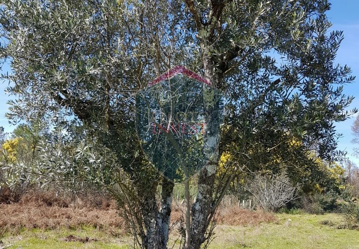 Helårsgrund i Mangualde, Viseu, Mangualde - € 45.000 | Ref: 1888/V - foto 1