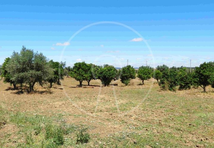 Terra a Arraiolos, Evora, Arraiolos - € 195.000 | Ref: LANE_5771 - foto 1