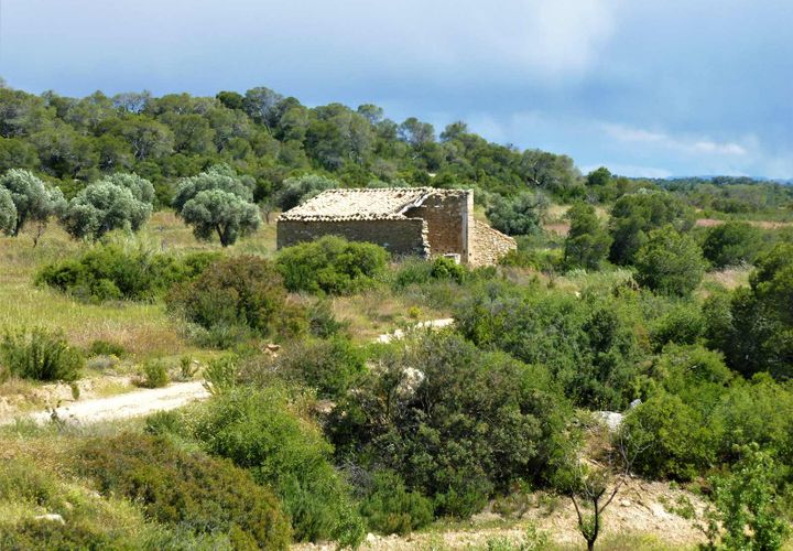 Finca i Maella, Zaragoza, Maella - € 19.500 | Ref: 0708 - foto 1