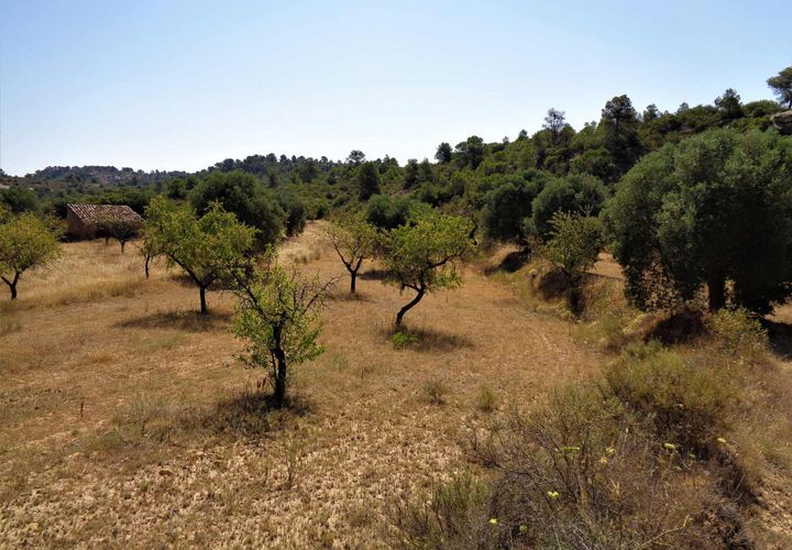 Finca i Maella, Zaragoza, Maella - € 18.500 | Ref: 0655 - foto 1
