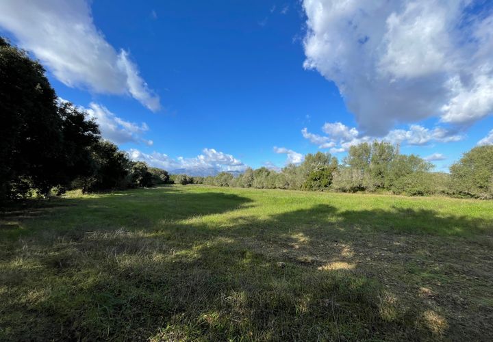 Terra a Muro, Mallorca, Muro - € 250.000 | Ref: 73251 - foto 1