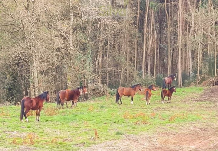 Helårsgrund i Gondufe, Viana do Castelo, Gondufe - € 75.000 | Ref: TER_1763 - foto 1
