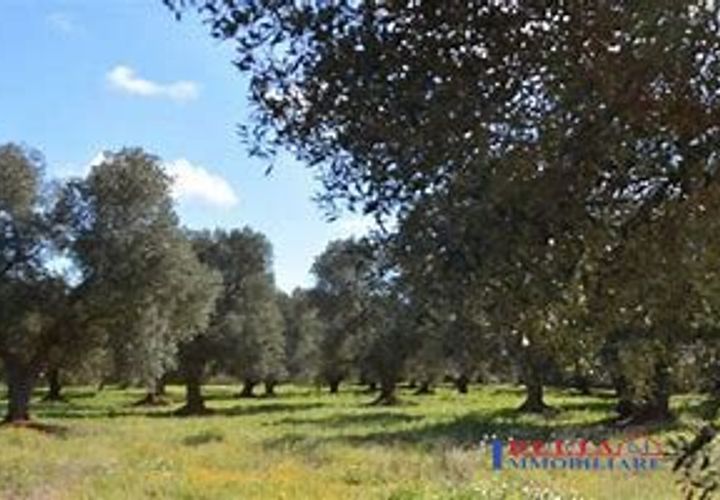 Helårsgrund i Rosignano Marittimo, Livorno, Rosignano Marittimo - € 53.000 | Ref: T04 - foto 1