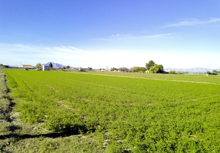 Terra a Dolores, Alicante, Dolores - € 98.000 | Ref: 2sp505 - foto 1