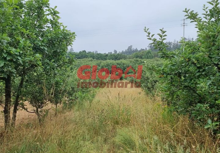 Farm i Viseu, Viseu, Viseu - € 75.000 | Ref: 189222181 - foto 1