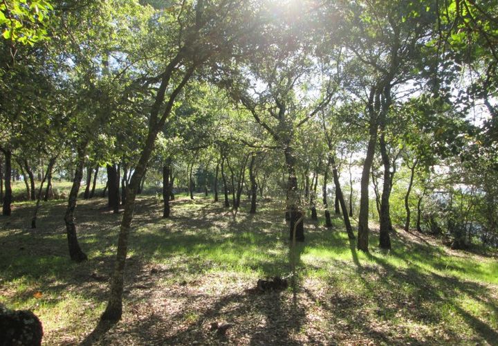 Helårsgrund i Ourem, Santarem, Ourem - € 20.000 | Ref: CV11010-33 - foto 1