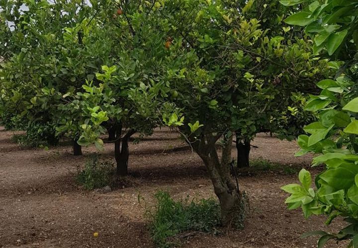 Helårsgrund i Noto, Siracusa, Noto - € 80.000 | Ref: BQV-1201 - foto 1