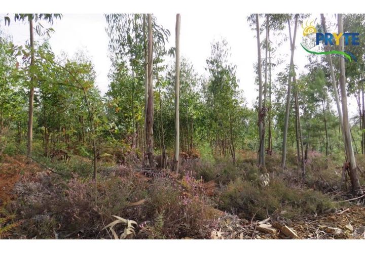 Helårsgrund i Cabecudo, Castelo Branco, Cabecudo - € 35.000 | Ref: AS40 - foto 1