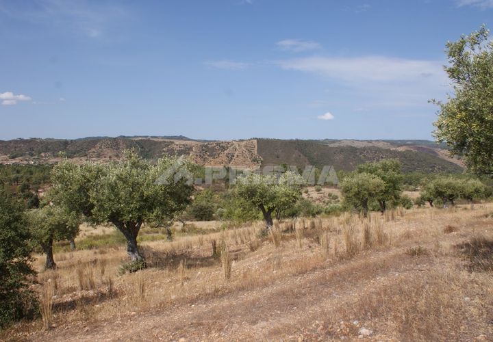 Tomt i Nisa, Portalegre, Nisa - € 32 000 | Ref: PP3217 - foto 1