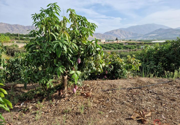 Grond in Salobrena, Granada, Salobrena - € 239.000 | Ref: M373 - foto 1