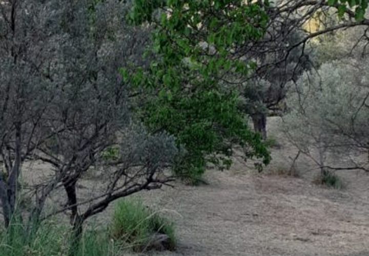 Terra a Caronia, Messina, Caronia - € 34.000 | Ref: VSP305 - foto 1