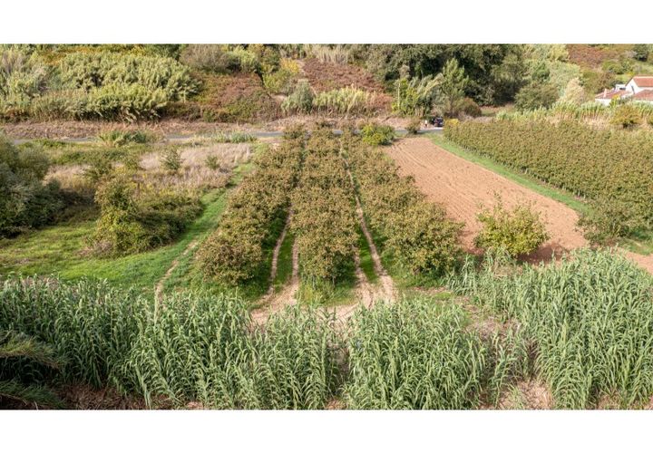 Helårsgrund i Alcobaca, Leiria, Alcobaca - € 10.000 | Ref: 098/2022.PA - foto 1