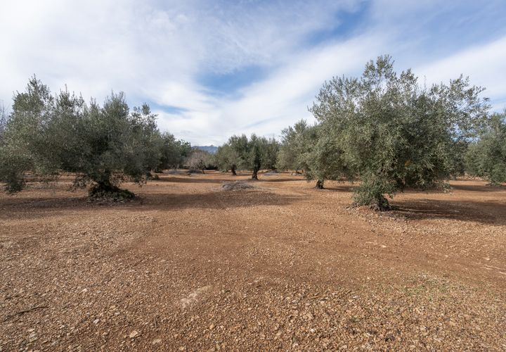 Finca i Roquetes, Tarragona, Roquetes - € 14.000 | Ref: 787 - foto 1