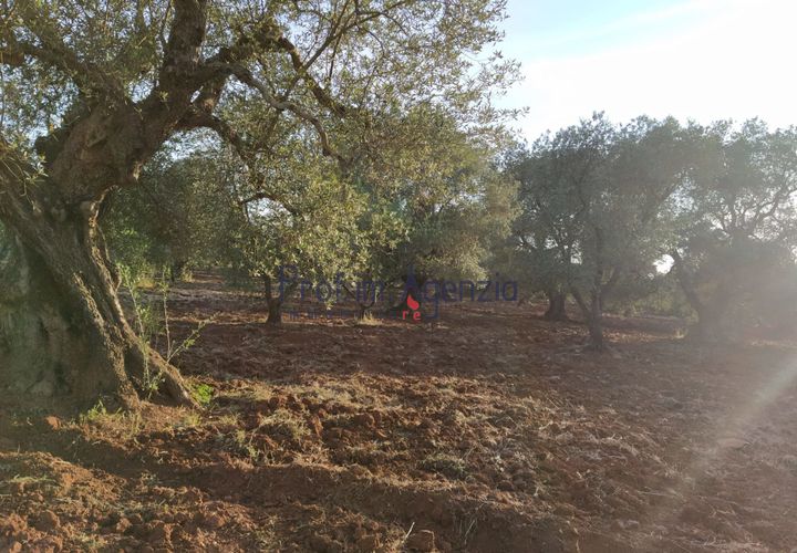 Helårsgrund i Ostuni, Brindisi, Ostuni - € 45.000 | Ref: 172533 - foto 1