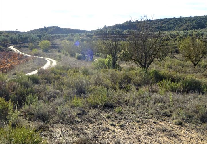 Finca i Maella, Zaragoza, Maella - € 14.000 | Ref: 0839 - foto 1