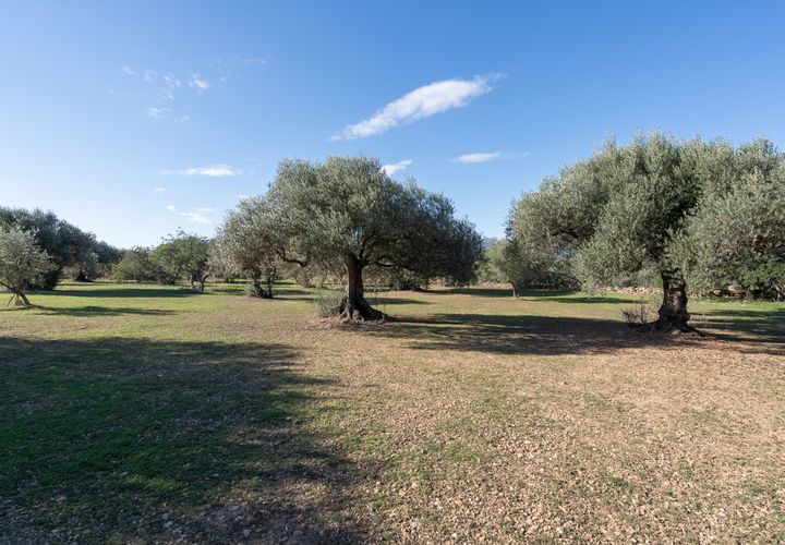 Finca i Tivenys, Tarragona, Tivenys - € 10.000 | Ref: 800 - foto 1