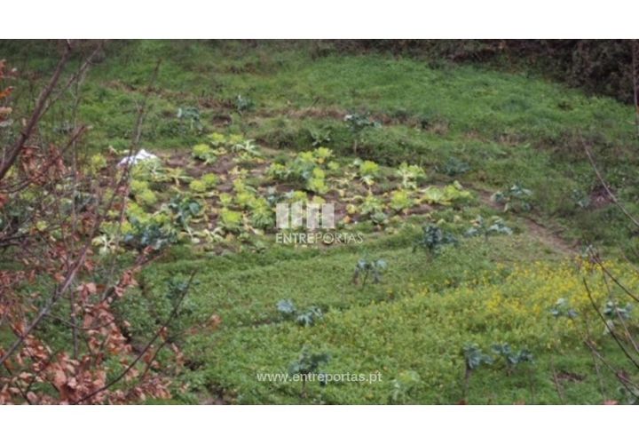 Terra a Ancede e Ribadouro, Porto, Ancede e Ribadouro - € 32.500 | Ref: MC07694 - foto 1