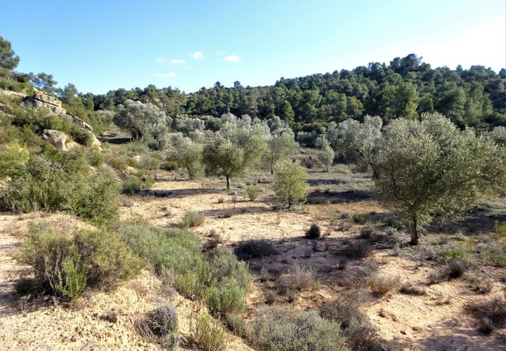 Finca i Maella, Zaragoza, Maella - € 16.000 | Ref: 0872 - foto 1