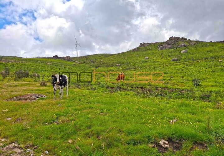 Farm i Amarante, Porto, Amarante - € 240.000 | Ref: 00629FR - foto 1