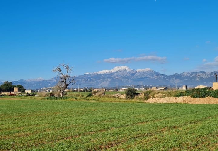 Terra a Sa Pobla, Mallorca, Sa Pobla - € 395.000 | Ref: 76214 - foto 1