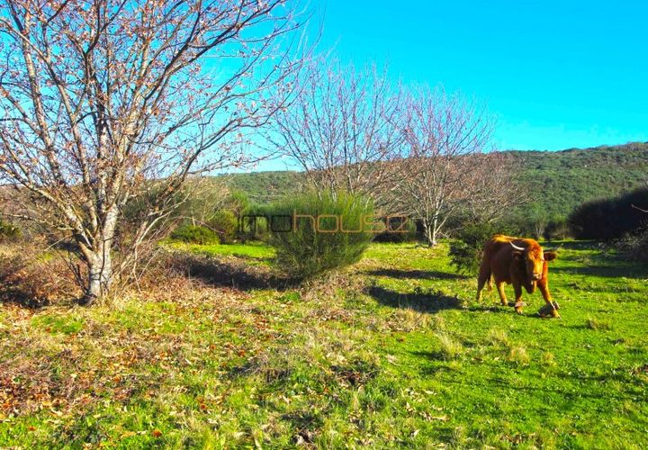 Helårsgrund i Amarante, Porto, Amarante - € 395.000 | Ref: 00629FR-1 - foto 1