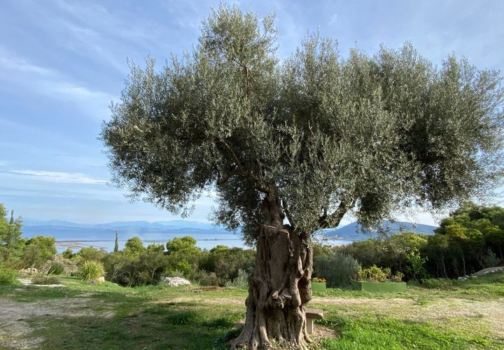 Helårsgrund i Pratdip, Tarragona, Pratdip - € 120.000 | Ref: es5553598 - foto 1