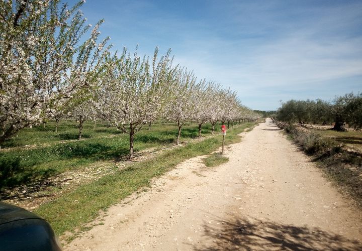 Finca i Ginestar, Tarragona, Ginestar - € 9.750 | Ref: 841 Rafa - foto 1