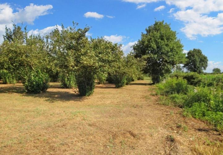 Terra a Riardo, Caserta, Riardo - € 180.000 | Ref: 19829 - foto 1