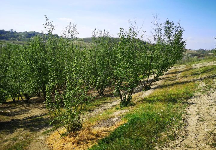 Terra a Govone, Cuneo, Govone - € 38.000 | Ref: 82391643 - foto 1