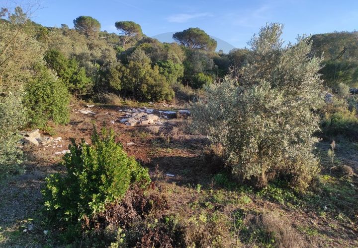 Terra a Minde, Santarem, Minde - € 50.000 | Ref: C0269-01524 - foto 1