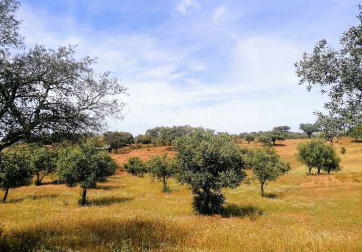 Helårsgrund i Ourique, Beja, Ourique - € 75.000 | Ref: K-209 - foto 1