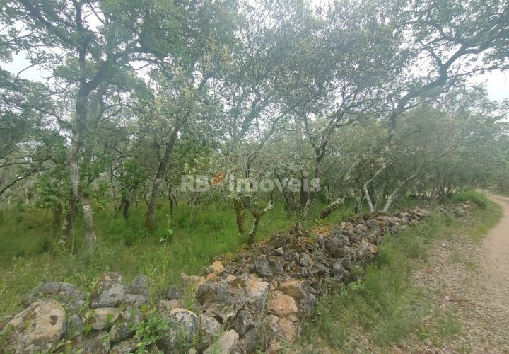 Helårsgrund i Tomar, Santarem, Tomar - € 32.500 | Ref: 00914-23 - foto 1