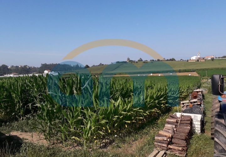 Terra a Cristelo, Braga, Cristelo - € 55.000 | Ref: REF AM 755 - foto 1