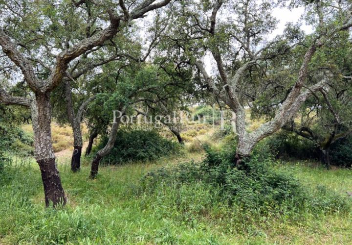 Landejendom i Borba, Evora, Borba - € 2.000.000 | Ref: 809-3 - foto 1
