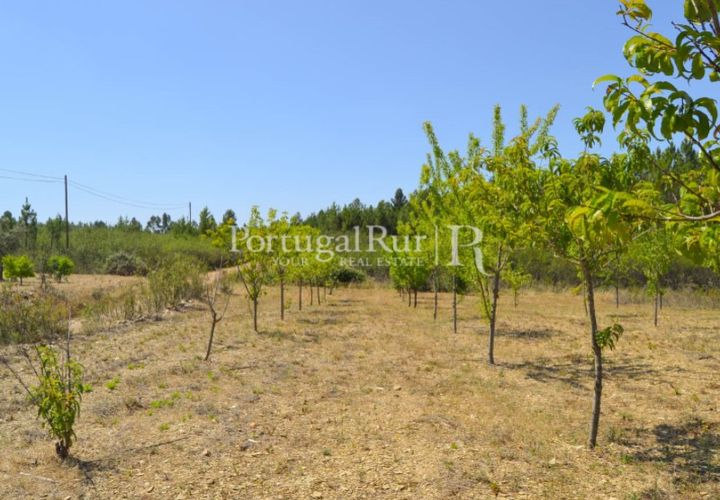 Helårsgrund i Proenca-a-Nova, Castelo Branco, Proenca-a-Nova - € 10.000 | Ref: 985-3 - foto 1