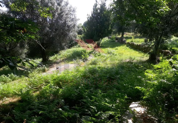 Helårsgrund i Ponte de Lima, Viana do Castelo, Ponte de Lima - € 25.000 | Ref: PTL-1131-JV-0723 - foto 1