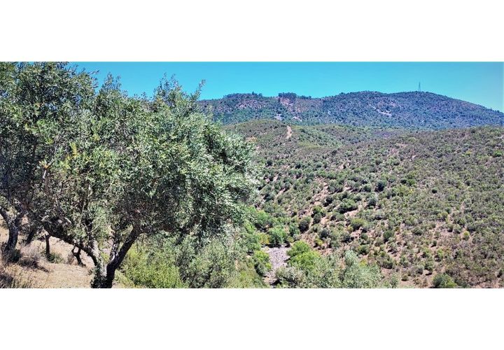 Terra a Nisa, Portalegre, Nisa - € 19.995 | Ref: SÒL_312 - foto 1