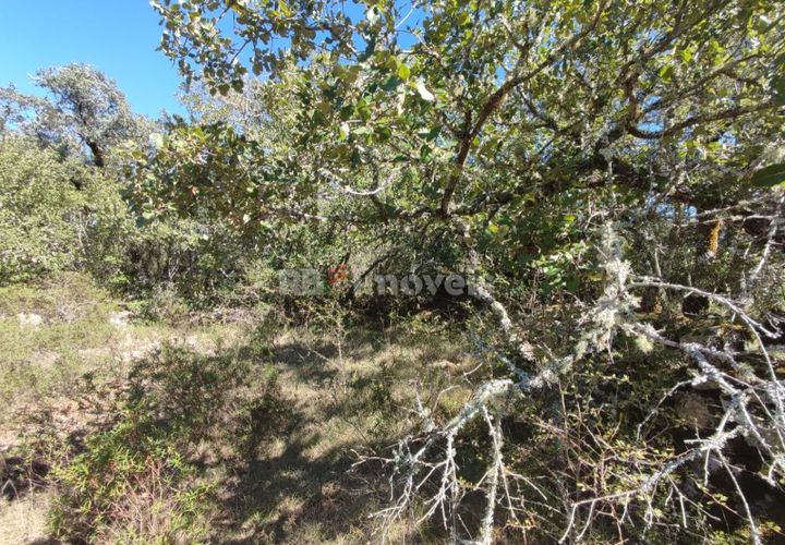 Helårsgrund i Tomar, Santarem, Tomar - € 5.000 | Ref: 01016-23 - foto 1