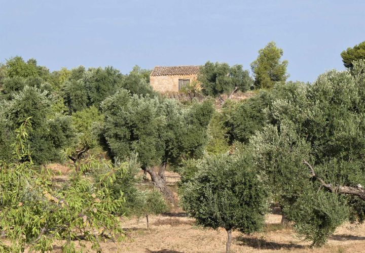 Finca i Maella, Zaragoza, Maella - € 34.000 | Ref: 0935 - foto 1