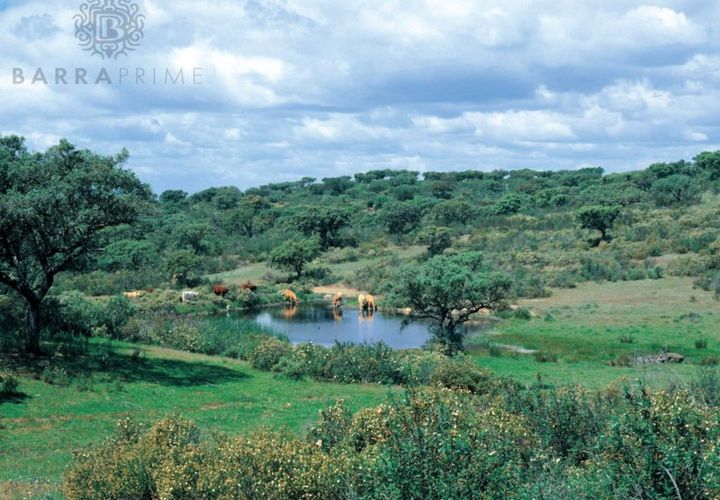 Helårsgrund i Ourique, Beja, Ourique - € 3.900.000 | Ref: 69A - foto 1