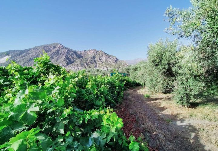 Tomt i Niguelas, Granada, Niguelas - € 80 000 | Ref: 2058 - foto 1