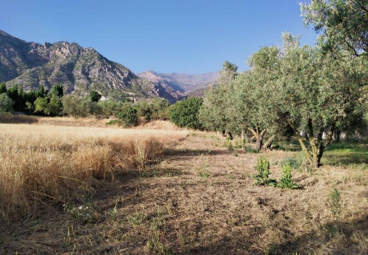 Tomt i Niguelas, Granada, Niguelas - € 35 000 | Ref: 2059 - foto 1
