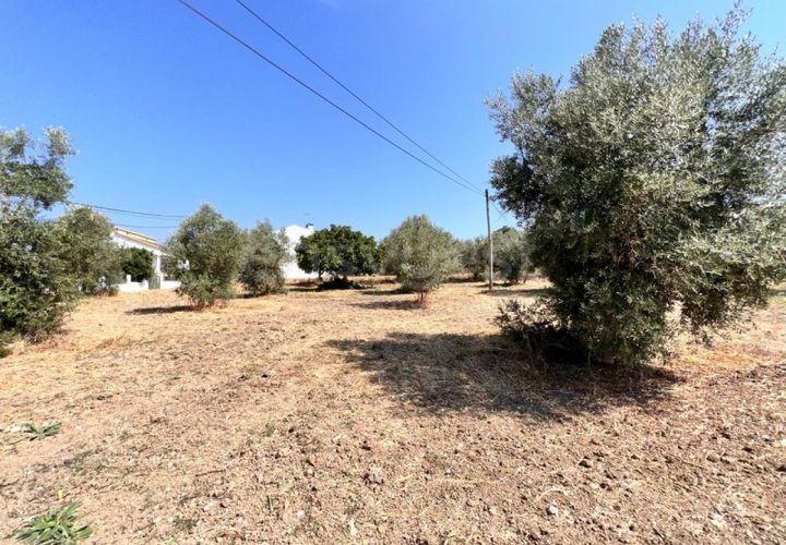 Terra a Olaia e Paco, Santarem, Olaia e Paco - € 120.000 | Ref: TM93445 - foto 1