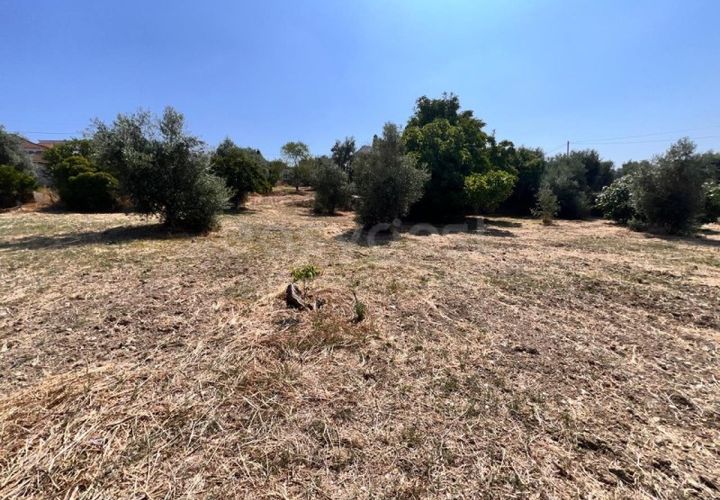 Terra a Olaia e Paco, Santarem, Olaia e Paco - € 120.000 | Ref: TM93453 - foto 1