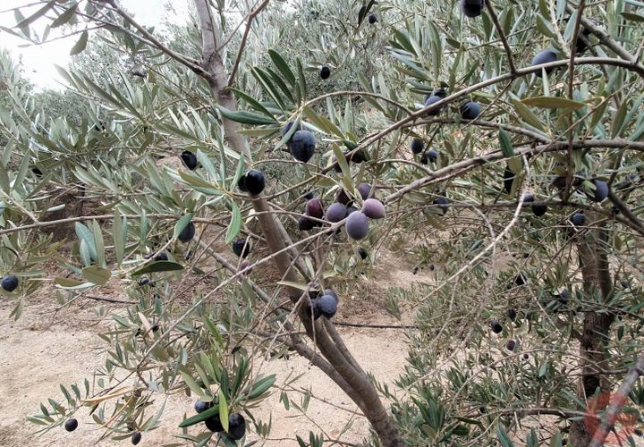 Terra a Pinar, Granada, Pinar - € 63.000 | Ref: L650 - foto 1
